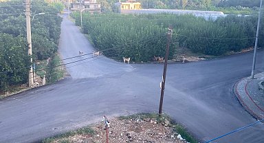 Sokak köpeğinin saldırdığı 3 tekerlekli motor böyle devrildi