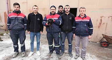 Sokak köpeklerinin yaraladığı köpek belediyenin maskotu oldu