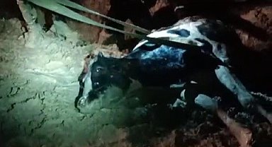 Su kanalına düşen inek kurtarıldı