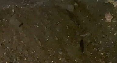 Sürüklenen su samurları Gönen Çayı'na koştu