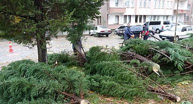 Tavşanlı'da rüzgar ağaç devirdi