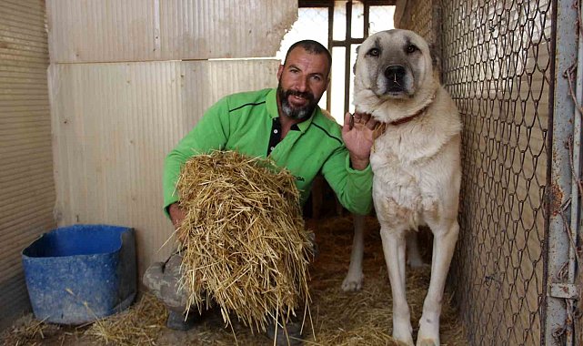 Termometreler sıfırın altını gösterdi, Kangallar özüne döndü