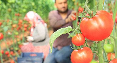 Türkiye'nin üretim merkezi Mersin'de örtü altı domateste hasat başladı