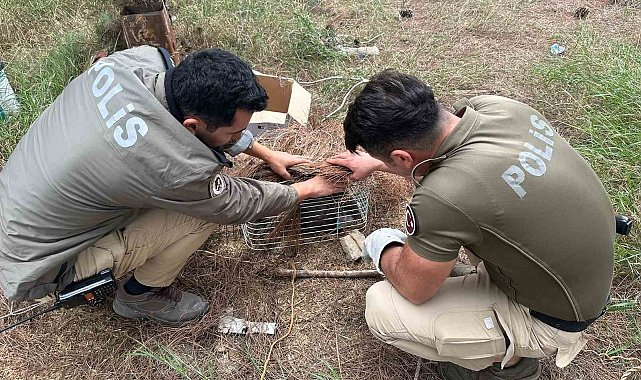 Tuzağa takılan 'bayağı çakır' kuşunu polis kurtardı