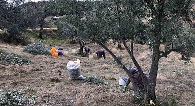 Üzüm hasadını bitiren üreticiler zeytin hasadına başladı