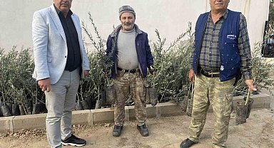 Üzümün başkentinde zeytin alanları artıyor
