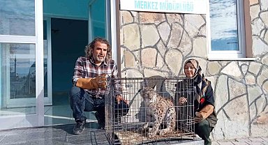 Yaralı vaşak tedavi altına alındı