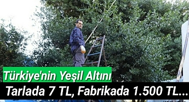 Yeşil Altın Hasadı Başladı Ama...Tarlada 7 TL,Fabrikada 1.500 TL