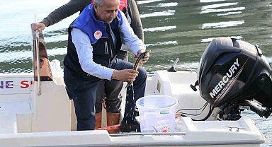 Yeşilırmak Nehri'ne 5 bin Mersin balığı yavrusu bırakıldı