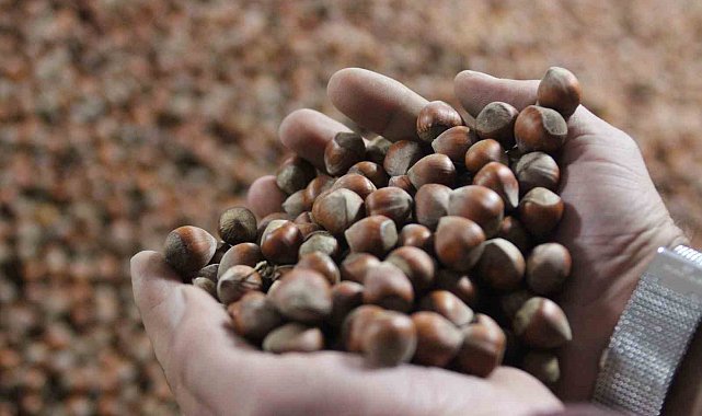 Yılın son ayına girerken fındık fiyatı istikrarını koruyor