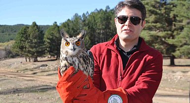 Yırtıcı kuşlar ve keklikler doğaya salındı
