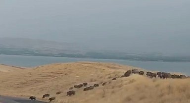 Yiyecek arayan domuz sürüsü görüntülendi