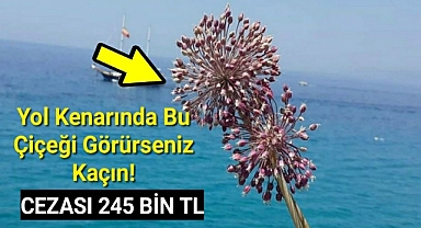 Yol kenarında bu çiçeği görürseniz kaçın! Koparmanın cezası tam 245 bin TL!