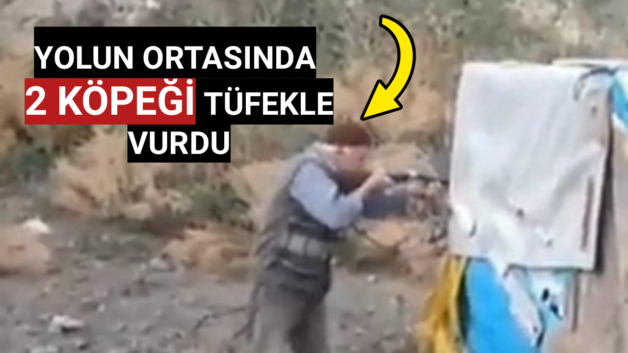 Yolun ortasında 2 köpeği vurdu