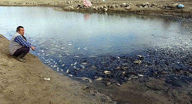 Yozgat'ta sulama barajında toplu balık ölümleri yaşandı