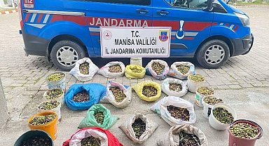 Zeytin hırsızları jandarmadan kaçamadı