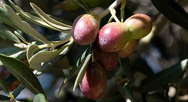 Zeytin ve ekmek kitapları Dünya Kitap Yarışması'nda