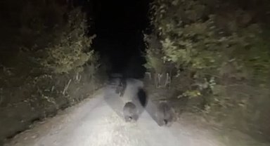 Zonguldak'ta köylere inen ayılar tedirgin ediyor