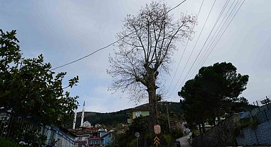 300 yıllık ağacın dikkat çeken hikayesi