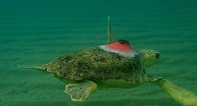 'Güzel İzmir' 4 günde 18 mil yol aldı, ilk durağı Samos oldu