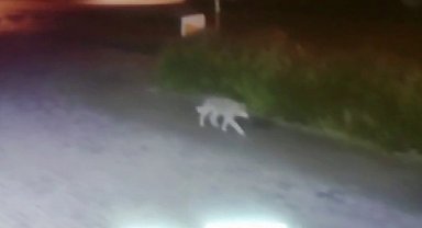 Aç kalan kurt şehre indi, o anlar kameraya yansıdı