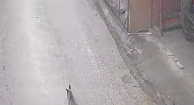 Aç kalan tilki tavuklara ve horoza saldırdı