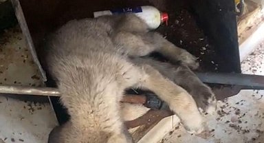 Afyonkarahisar'da infial oluşturan görüntüler