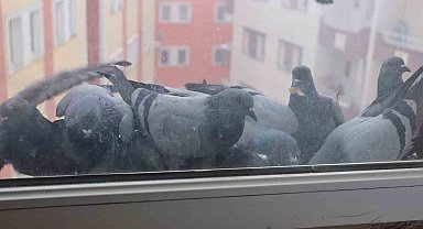Ağrı'da soğuk hava sokak hayvanlarına zor anlar yaşatıyor