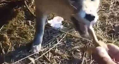 Ağrılı vatandaş, aç kalan tilkiyi elleriyle besledi