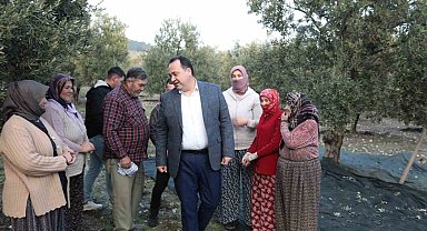 Akhisar'da zeytin hasadı devam ediyor