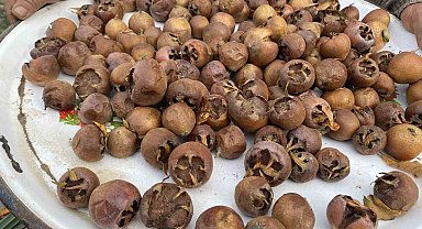 Alaşehir'de şifa kaynağı muşmula yok satıyor