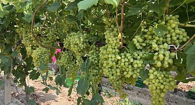 Alaşehirli çiftçilere ÇKS uyarısı