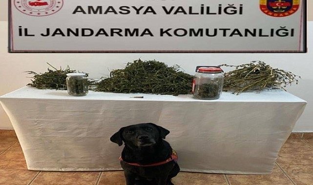 Amasya'da uyuşturucu operasyonu: 2 gözaltı
