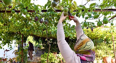 Anamur'da passiflora hasadı başladı