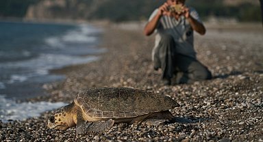 Antalya'da 2023 yılında 144 bin 334 yavru caretta caretta denizle buluştu