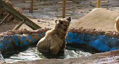 Antalya'da kış uykusa yatamayan ayılar havuz keyfine ara vermedi