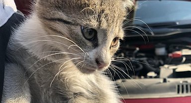 Araç sürücülerine "Küçük dostlarımız için kaputa vur" uyarısı