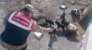 Ardahan'da jandarma yaban hayatı için doğaya yem bıraktı