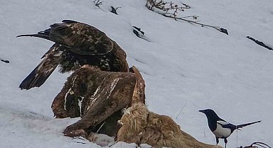 Ardahan'da kara akbaba görüntülendi
