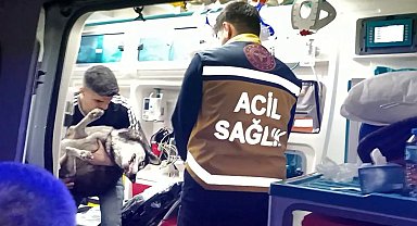 Artvin'de dumandan etkilenen köpek suni teneffüs ve kalp masajı ile hayata döndü