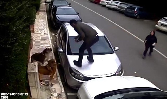 Ataşehir'de vatandaşlar, köpek saldırılarından araçların üzerine çıkarak kurtuldular