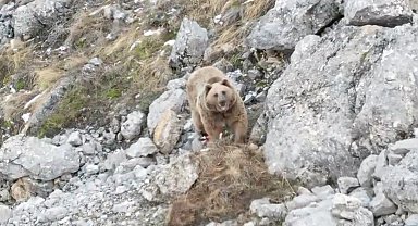 Avladığı hayvanın leşini gömen boz ayı dron ile görüntülendi