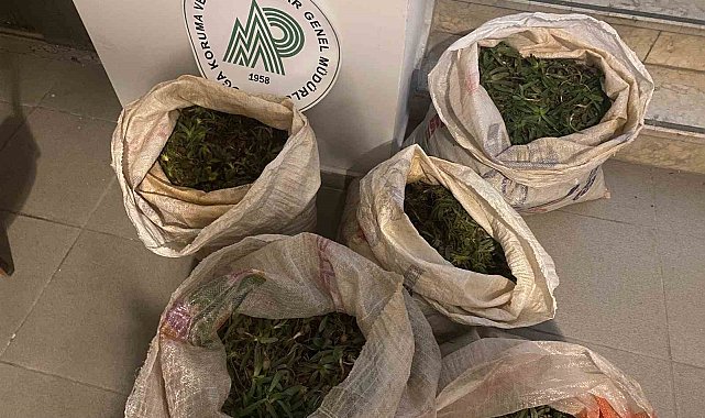 130 kilogram salep soğanı ele geçirildi