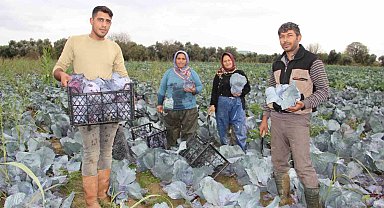 Aydın'da kara lahana hasadı başladı