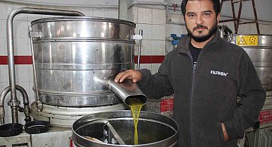 Aydın'da zeytin üreticisine Akdeniz meyve sineği telaşı sardı
