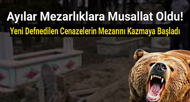 Ayılar Mezarları kazmaya başladılar! Jiletli telle korumaya çalışıyorlar