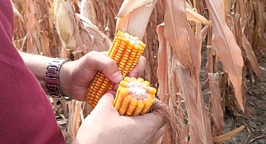 Babaeski'de yerli ve milli mısır üretimi