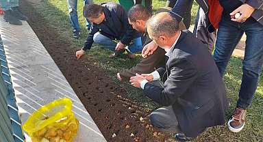 Baharı müjdeleyecek olan laleler Beyoğlu'nda toprağa dikildi