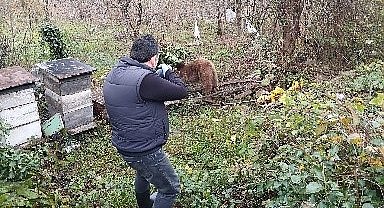 Bahçeye dadanan ayı tellere takıldı