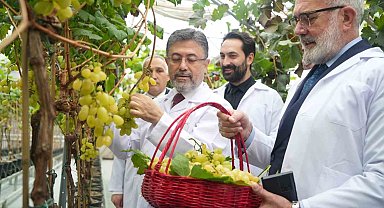 Bakan Yumaklı: "Yılda iki kez üzüm hasadı yapılabilecek araştırmada sona gelindi"